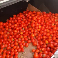 گوجه آبدار و چین اول