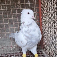 کوهی همدانی معمولی