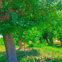 فروش-زمین-در-حاجی-آباد