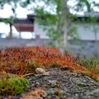 فروش-باغ-کیوی