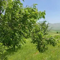 باغ بادام ۱ هکتار کانی خیران