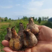 فروش عمده پیاز نرگس ژونکی /مستقیم از تولید کننده