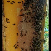 فروش عسل کاملا طبیعی تضمینی