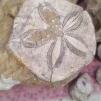 فسیل موجودات دریایی