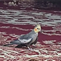 عروس هلندی نر