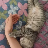 واگذاری رایگان گربه نر DSH