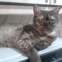 گربه اسکاتلیش ماده