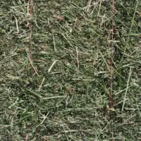 یونجه رنجر سوزنی