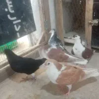 کبوتر ساده