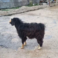 کهره نر چاق|حیوانات مزرعه|جم, |دیوار