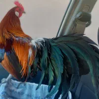 مرغو خروس فونیکس قرمز|حیوانات مزرعه|حمیدیا, |دیوار