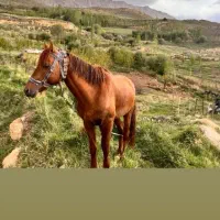 فروش اسب نریان جوان