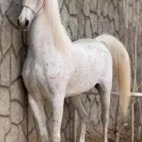 مادیان یک سر عرب مصری|اسب و تجهیزات اسب‌سواری|پرند, فاز ۲|دیوار