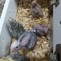 جوجه عروس هلندی سرلاکی