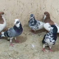 کبوتر|پرنده|شیراز, باجگاه|دیوار