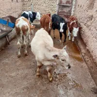 گوساله سیمنتال های لوکس|حیوانات مزرعه|رامند, |دیوار