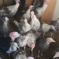 ۵۰عدد بقلمون جوانه محلی|حیوانات مزرعه|زهک, |دیوار