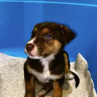 واگذاری پیت بول