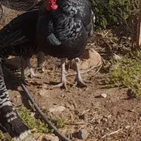 بوقلمون نر وماده|حیوانات مزرعه|کوهدشت, |دیوار