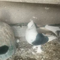 کبوتر نر دو کت