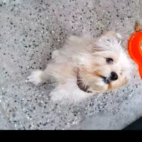 سگ مالتیپو|سگ|الشتر, |دیوار