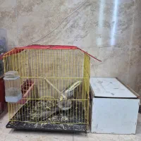 عروس پاریس|پرنده|اهواز, کوی علوی|دیوار