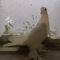 طوقی|پرنده|اردبیل, |دیوار