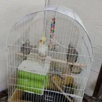 3 عدد عروس هلندی