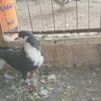 کبوتر|پرنده|گلبهار, شهر جدید گلبهار|دیوار