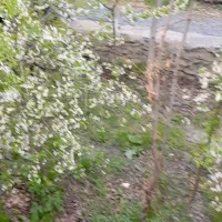 1450 متر باغ میوه سند دار 6 دانگ  با آب در  سربرج