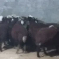 گوسفند زنده زمان آباد