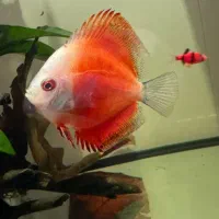 ماهی دیسکس معاوضه هم دارم