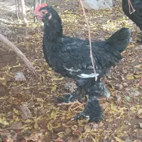 مرغ و خروس مرندی اصیل