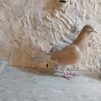 کبوتر‌۳عدد‌هفت‌رنگ‌پرنده