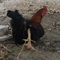 یک عدد خروس