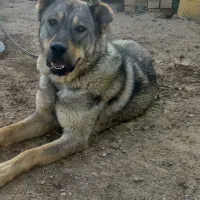 سگ پژدر|سگ|ایجرود, |دیوار