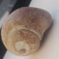 ۲ عدد فسیل|کلکسیون اشیاء عتیقه|اندیشه, پرنیان|دیوار