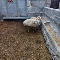 دوعددگوسفندآبستن جوان|حیوانات مزرعه|مشگین شهر, |دیوار