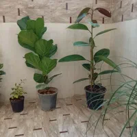 گل طبیعی|گل و گیاه طبیعی|اصفهان, کوی شهید کشوری|دیوار