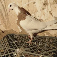 کفتر طوقی|پرنده|گل تپه, |دیوار