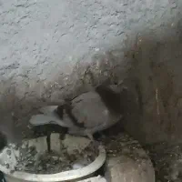 نروماده کاشونی برجی خریدارم
