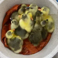 جوجه غاز ۴ روزه