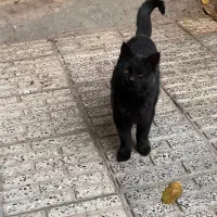 واگذار گربه