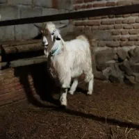 بز‌نر|حیوانات مزرعه|خسروشاه, |دیوار