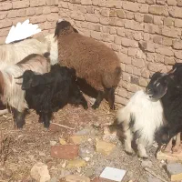 بز نربز بزغاله|حیوانات مزرعه|اسفرورین, |دیوار