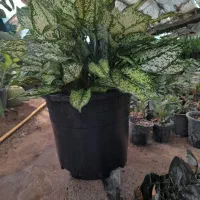 آگلونما گل زیبای آپارتمانی