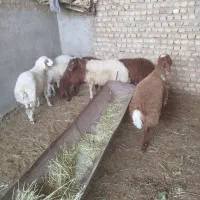 6عدد بره پای پرواری درشت قلم دار خوبه برای پروار