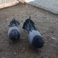 کبوتر صدا کن.|پرنده|شهرکرد, |دیوار