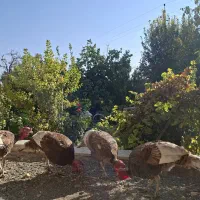 باسلام نژادبربون|حیوانات مزرعه|معصومیه, |دیوار