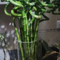 گل لیندا.کاکتوس .بامبو .گلدان